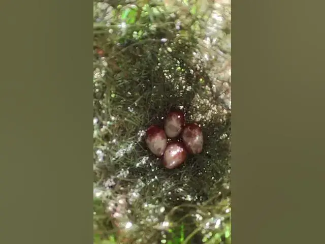 Video thumbnail for Egg Grown Bird Growth Ep#099 #bird #wildbirdlife #babyanimal #aquarium #birdlife #birds  #wildb