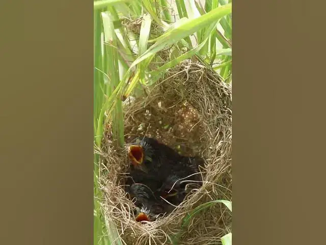 Video thumbnail for Baby wiating feed or eat in nest EP#017#birdslover #birdwatch #wildlife #birdwatching #nature #birds