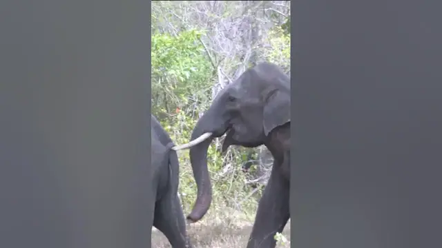 Video thumbnail for Young tusker in Kalawewa #shorts