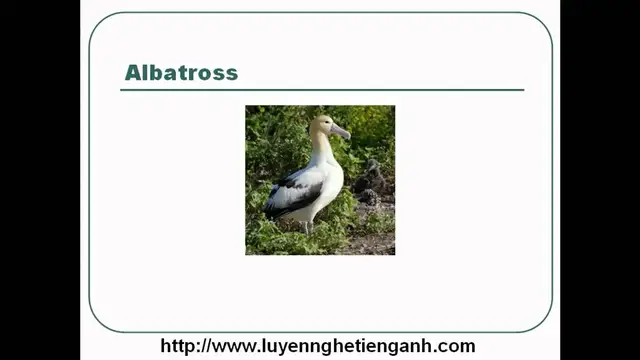 Video thumbnail for Learn English Vocabulary Through Pictures - Topic - Animals Lesson 05