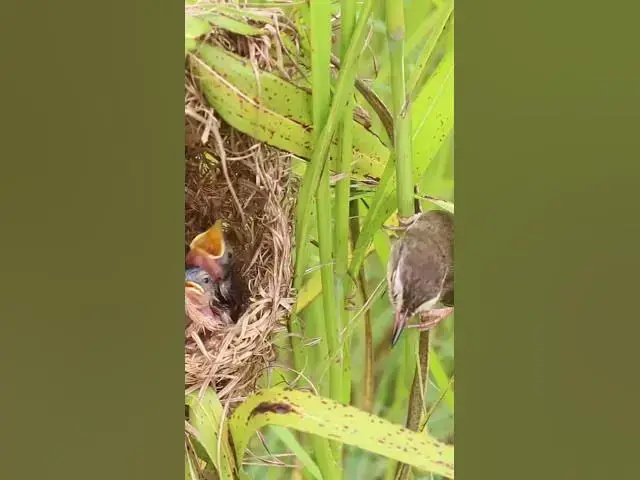 Video thumbnail for Bird Family Breakfast Buffet Adorable Chicks EP#058 #birdslover #birdwatch #wildlife #nature #birds