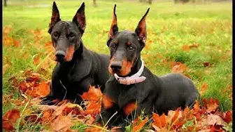 Video thumbnail for Doberman Pinscher: Temperament