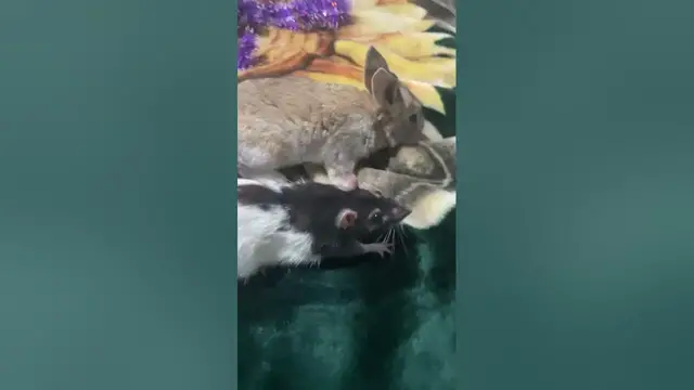 Video thumbnail for A Rat and Rabbit Prove That Friendship Knows No Species😘😍#shorts