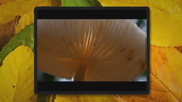 'Video thumbnail for How Long Do Spore Prints Last?'