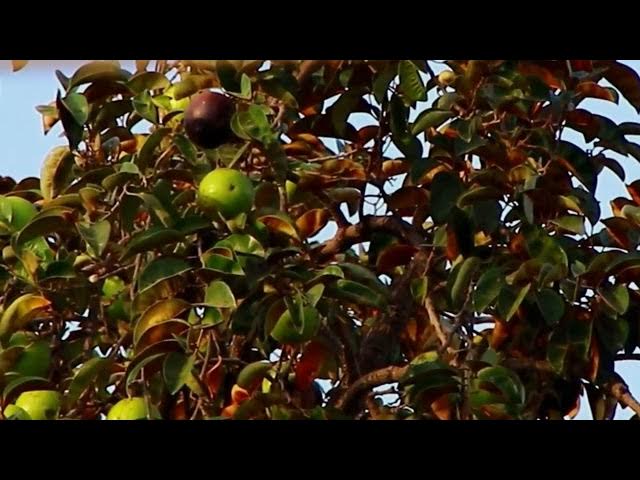Video thumbnail for Dove bird stay on fruit here to call other dove