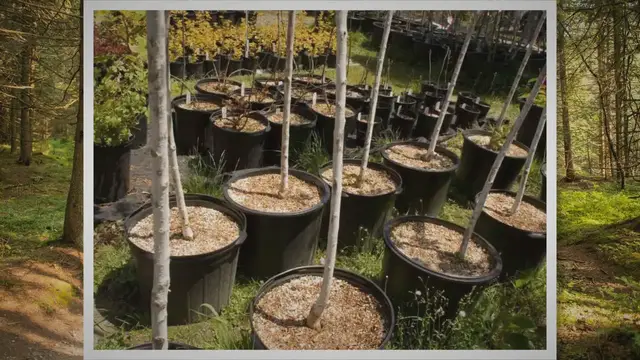 Video thumbnail for A Step-by-Step Guide to Planting Trees on Your Homestead