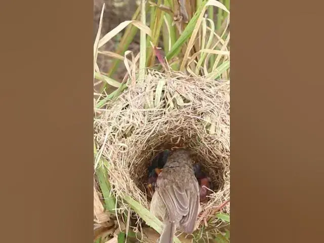 Video thumbnail for #birdspotting #birdslover #birdwatch #wildlife #birdwatching #nature #birdfeeding #birdsounds #birds