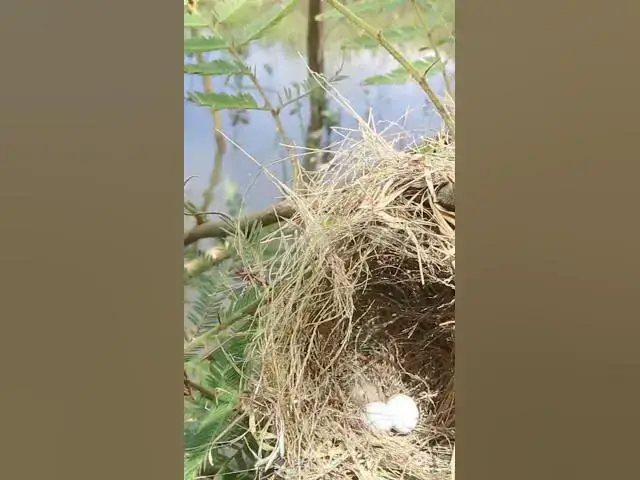 Video thumbnail for #topbird #birdspotting #birdslover #birdwatch #wildlife #birdwatching #nature #birdfeeding #birdsoun