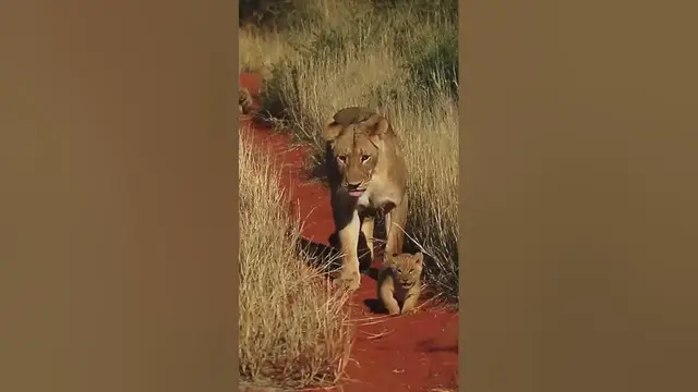 Video thumbnail for Mommy lion dribbles her tiny cub like a soccer ball ⚽️🤭
