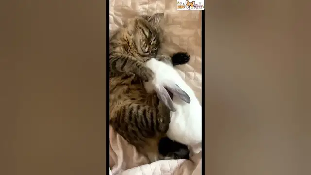 'Video thumbnail for You wouldn't believe what under this blanket'