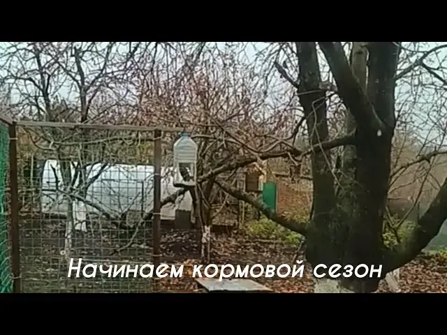 Video thumbnail for Кормим птиц