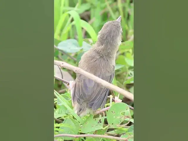Video thumbnail for #birdspotting #birdslover #birdwatch #wildlife #birdwatching #nature #birdfeeding #birdsounds #bird