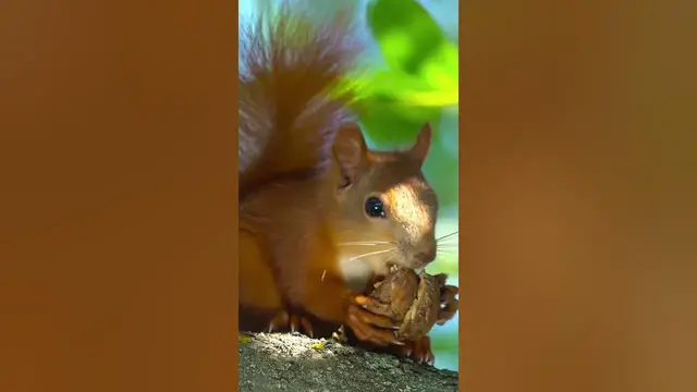 Video thumbnail for Tree squirrels don’t hibernate, but they’re.. #shorts