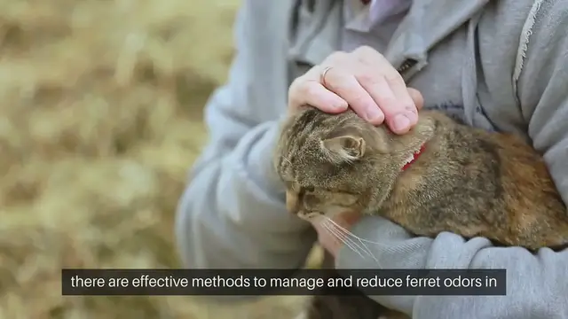 Video thumbnail for Ferret Odor Control Methods