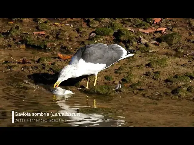 Video thumbnail for Gaviota sombría (Larus fuscus)