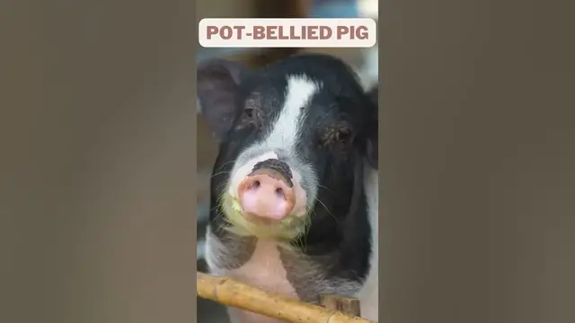 Video thumbnail for 5 Strange Pets That You Can Legally Own #shorts