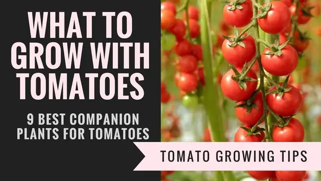 Video thumbnail for Companion plants for tomatoes | 9 Plants you should grow with tomatoes