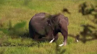 Video thumbnail for Elephant eating grass | Recorded from a tree top | High angle