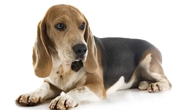 Video thumbnail for Beagle Dog Breed: Pros & Cons