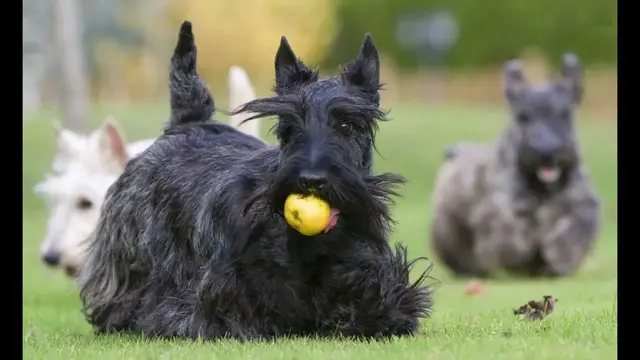 Video thumbnail for 27 Pros and Cons of Owning a Scottish Terrier