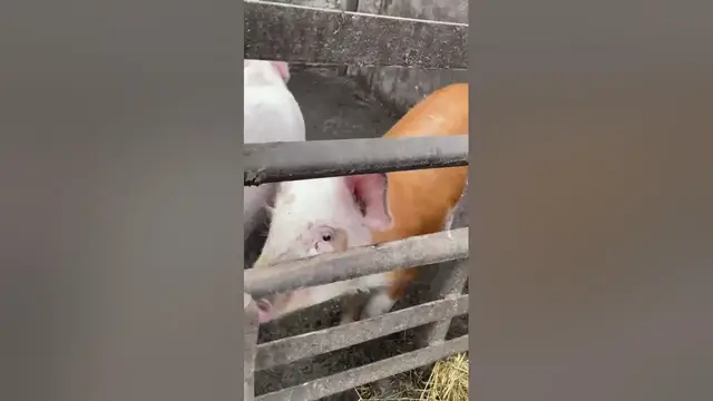 Video thumbnail for Pigs closeup😍😘#shorts