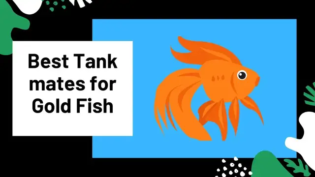 'Video thumbnail for The 5 Amazing Tank mates for Gold Fish! 馃惉'