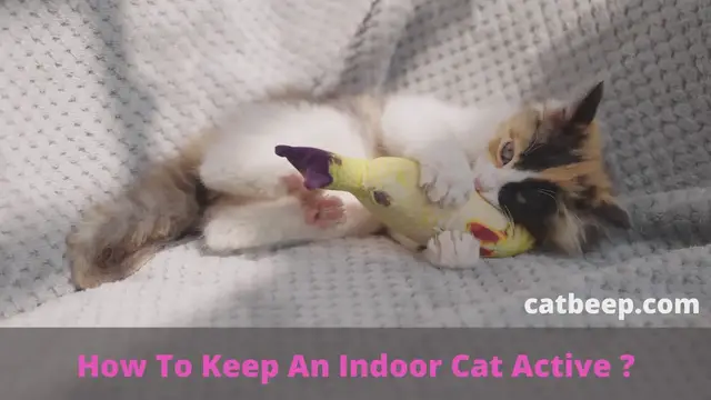 Video thumbnail for How To Keep An Indoor Cat Active