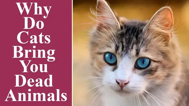 Video thumbnail for Why Do Cats Bring You Dead Animals