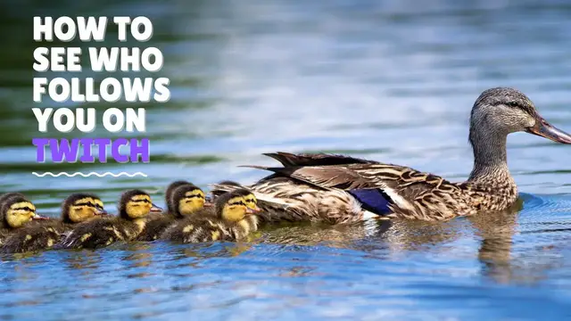 'Video thumbnail for How to see who follows you on Twitch - in 30 Seconds'