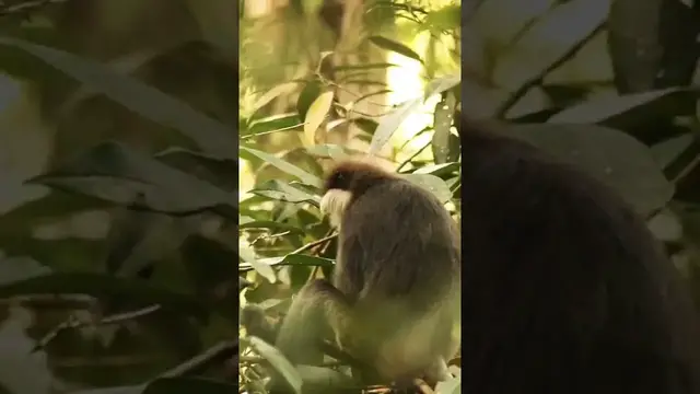 Video thumbnail for Southern purple faced leaf monkey in Kanneliya forest reserve #shorts
