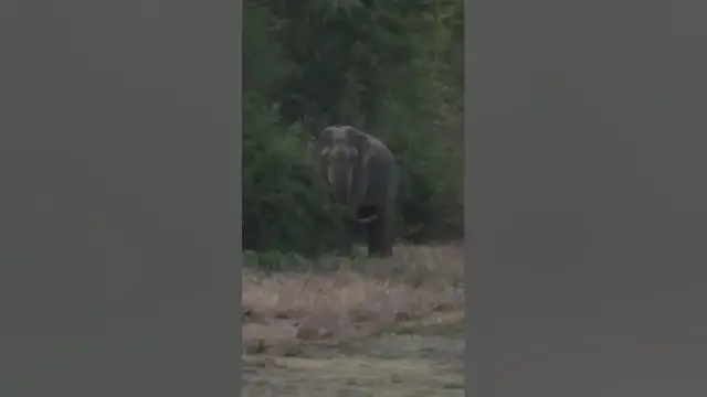 Video thumbnail for Elephant #shorts