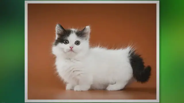 'Video thumbnail for 11 Interesting Facts About Munchkin Cats'