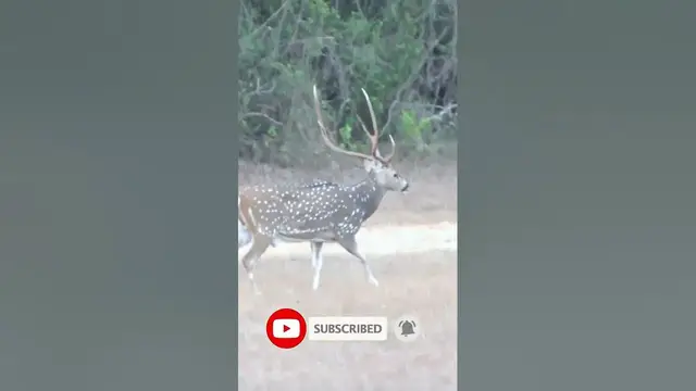 Video thumbnail for Spotted Deer Buk with beautiful antlers #shorts