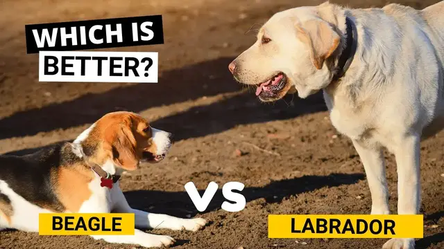 Video thumbnail for Beagle vs Labrador - Which is Better?