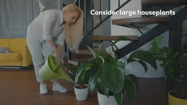 'Video thumbnail for Best Large Houseplants'