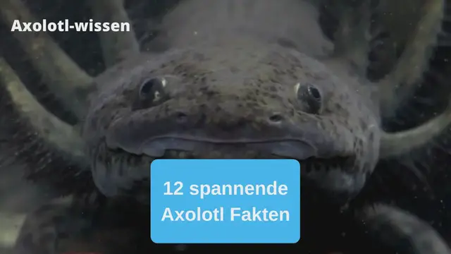 Video thumbnail for 12 spannende Axolotl Fakten
