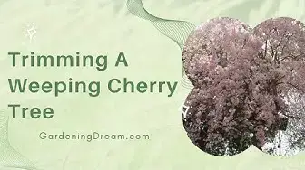 Video thumbnail for Trimming A Weeping Cherry Tree