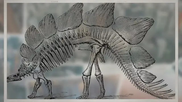 Video thumbnail for What Information Can Fossils Provide?