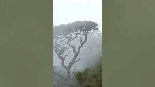Video thumbnail for Horton Plains National Park #shorts