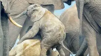 Video thumbnail for Baby Elephant's Piggy Back Ride Goes Adorably Wrong