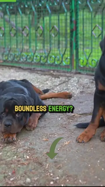 'Video thumbnail for breed comparison (3)'