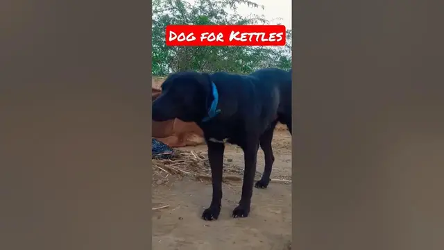 Video thumbnail for dogs for kettles #dogs #dogshowling #barkingdog #dogracing #Dogsforhome