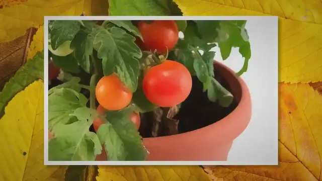 Video thumbnail for Advantages and Disadvantages of Container Gardening for Vegetables