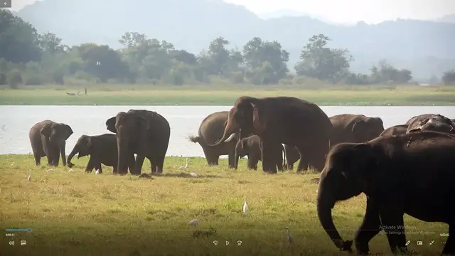 Video thumbnail for Elephants in Sri Lanka | Episode 1| Short tusker/ elephant of Minneriya national park