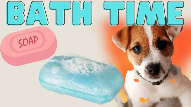Video thumbnail for Jack Russell Terriers (Giving Luna A Bath Vlog Episode 2)