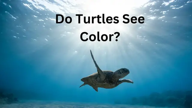 Video thumbnail for Do Turtles See Color