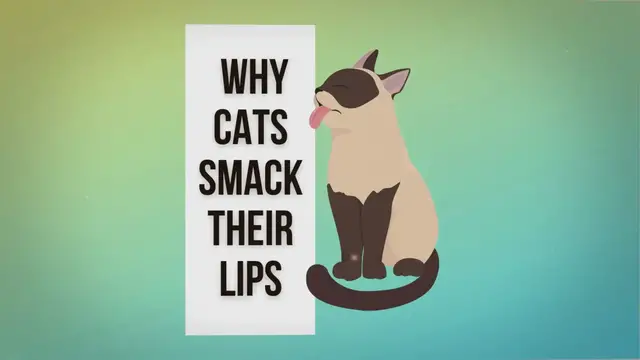 Video thumbnail for 13 Valid Reasons Why Cats Smack Their Lips
