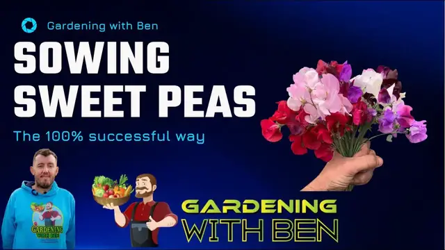 'Video thumbnail for How to Sow Sweet Peas | Tips for 100% Successful Germination'
