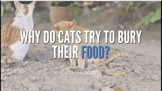Video thumbnail for WHY DO CATS TRY TO BURY THEIR FOOD