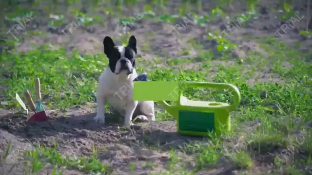 'Video thumbnail for french bulldog skin problems (solutions and help)'